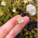 Saxifraga bronchialis subsp. fustonii in bloom. Small white flower, five petals.